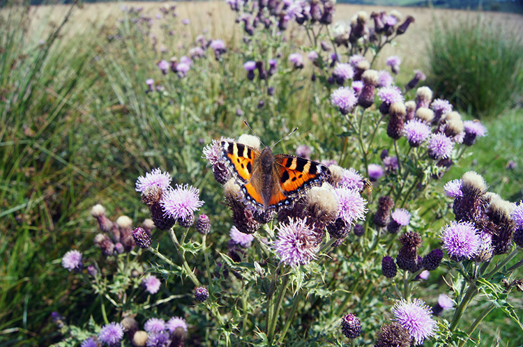 Butterfly near Low Scargill