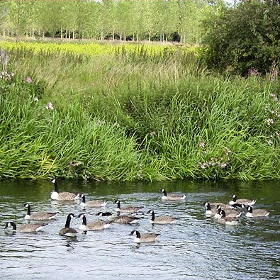 Canada Geese on the Trent