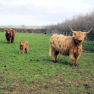Highland cattle at Kelby