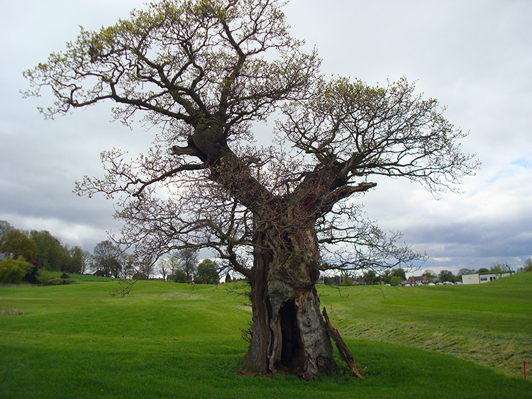 Tree on the Market Bosworth golf course