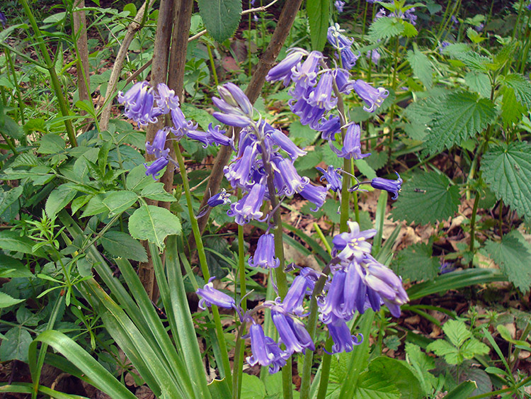 Bluebells in Bow Pool Covert