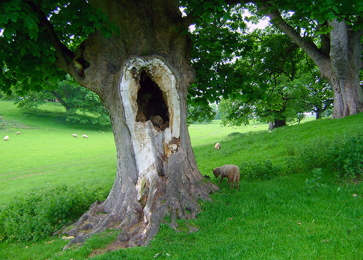 Hole in the tree in Calke Park