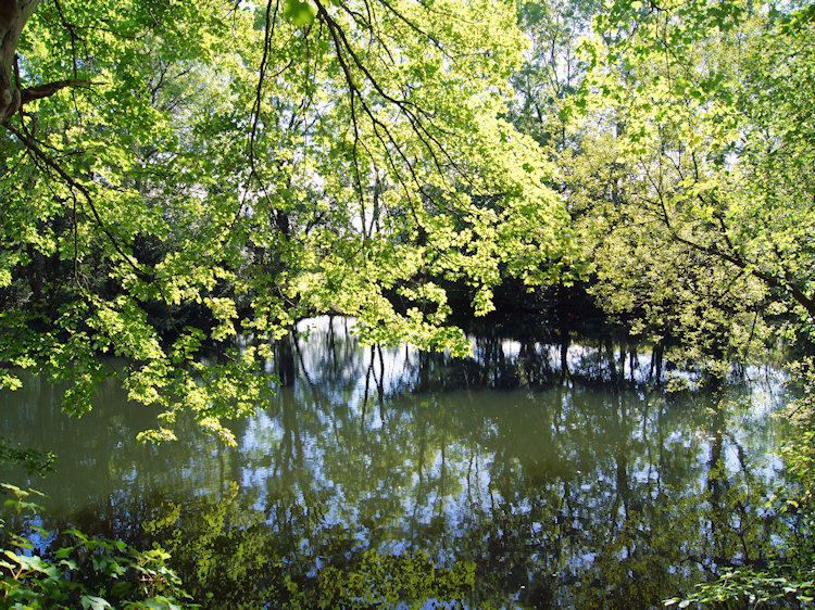 Pond at the beginning of Limekiln Wood