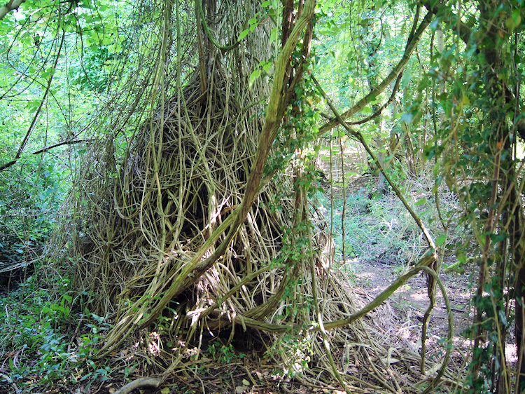 Tree being strangled by invasive Ivy