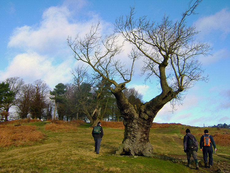 In Bradgate Country Park near Newtown Linford