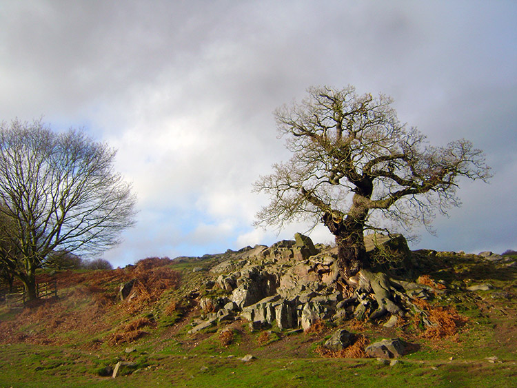 Oak Tree clinging on to the rock outcrop