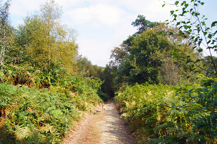 Path through Gatten Plantation