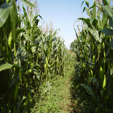 The Maize Maze