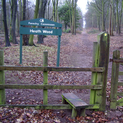 Heath Wood, a Forestry Commission site