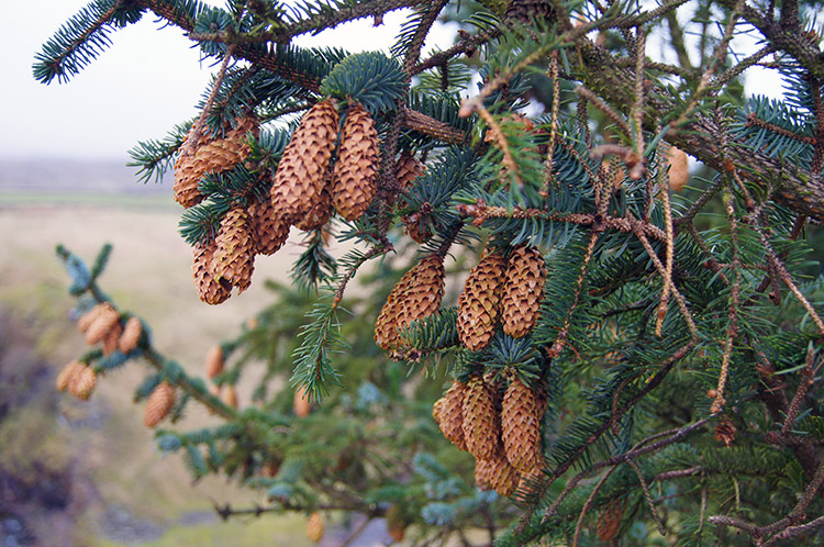 Pine Cones at Hare Hill