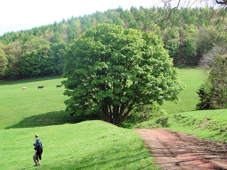 Lovely countryside below Roseberry Topping