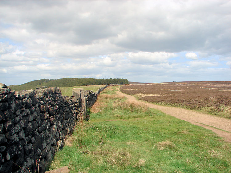 Great Ayton Moor