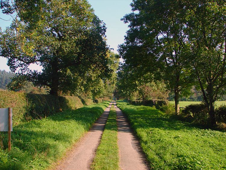 The road narrows on the approach to Silton Forest