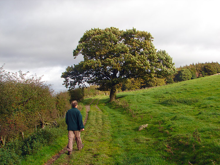 A majestic Oak on the approach to Arncliffe Wood