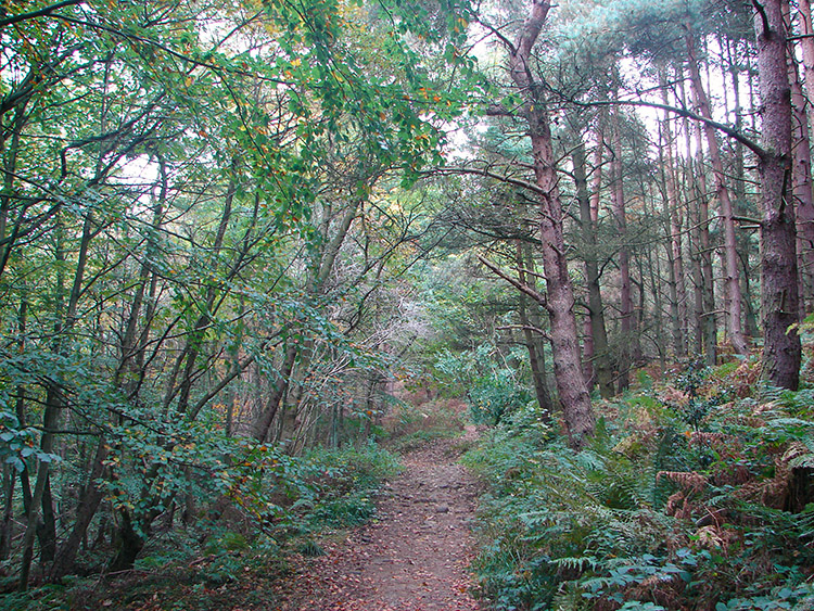 Arncliffe Wood