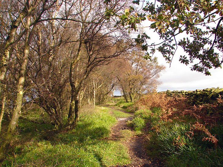 Emerging from Arncliffe Wood at Beacon Hill