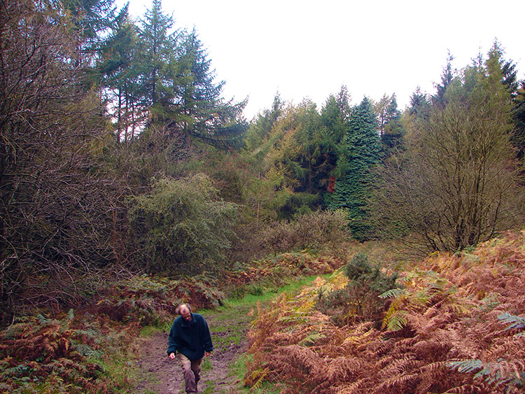 Woodland near Cod Beck Reservoir