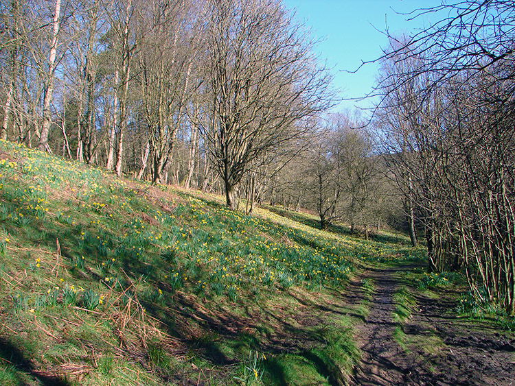 Farndale Daffodils near Dale End Bridge