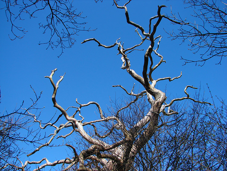 Lifeless trees still haver beauty