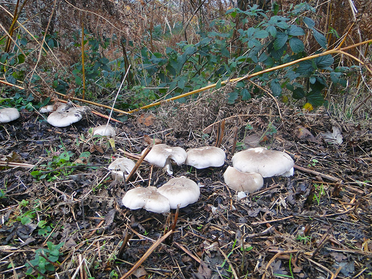 Fungi beside the old railway
