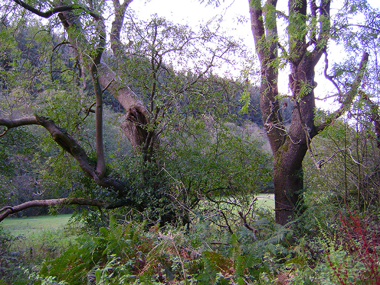 Gnarled trees in Stain Dale