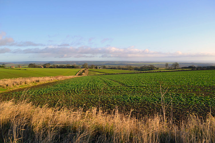 Countryside near Cold Kirby