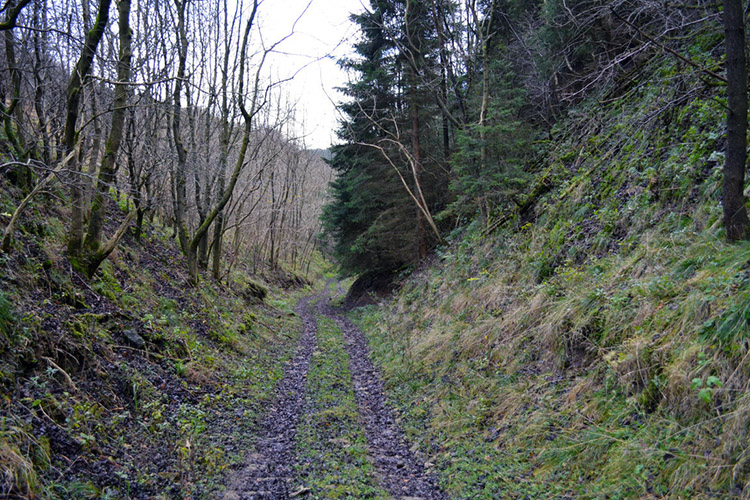 Continuing through Sunny Bank Wood