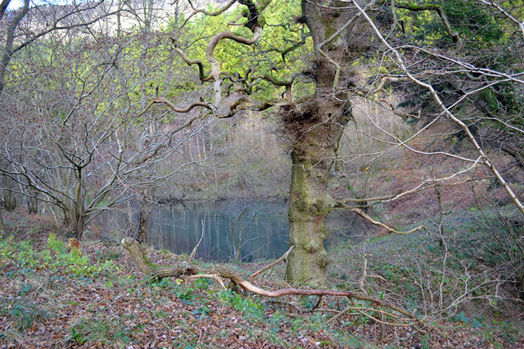 Pond in Gower Dale