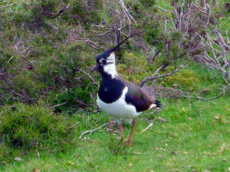 Lapwing on Clints Moor