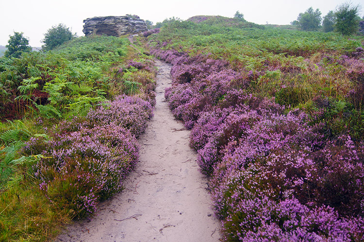 Heather lined path to the Bridestones