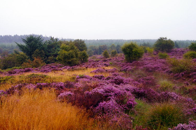 Late summer moorland colour