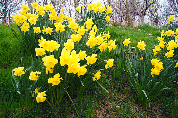 Daffodils near Raisdale Mill