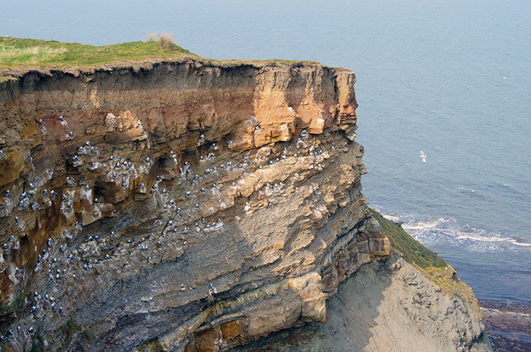 Cliff claimed by Gulls at Whitestone Point