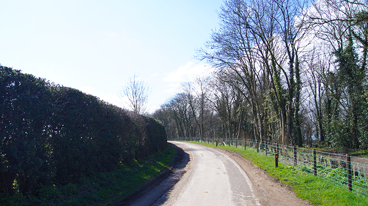 Lane alongside Whitcliffe Wood