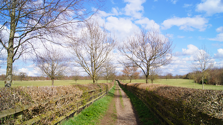 Lane leading from Studley Roger