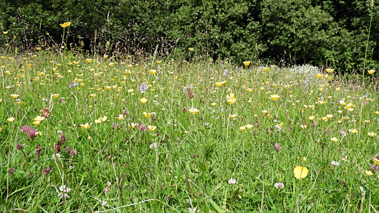 Wildflower pasture in Nettle Dale