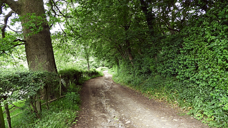 The path from Rievaulx through Air Bank Wood