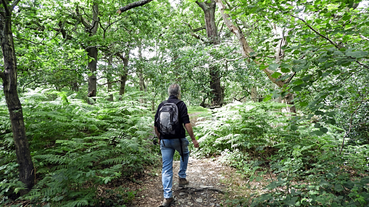 Swithland Wood