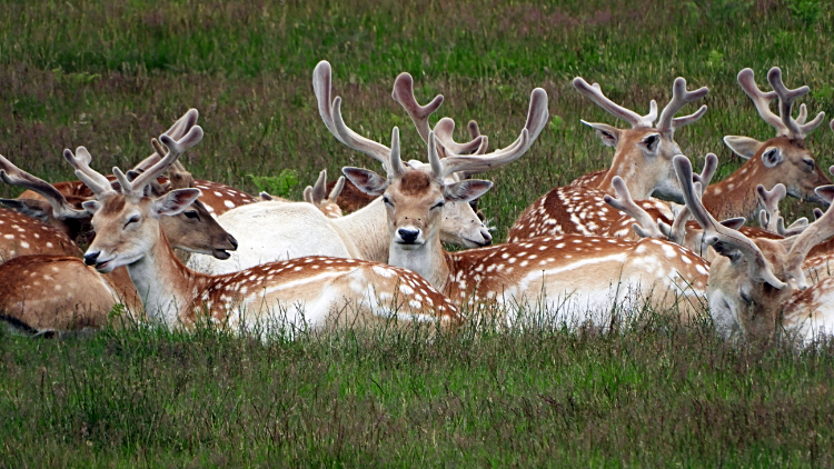 Fallow Deer herd of Bradgate Park