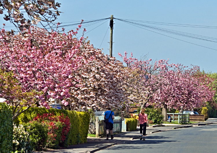 Cherry Blossom in Little Dalby