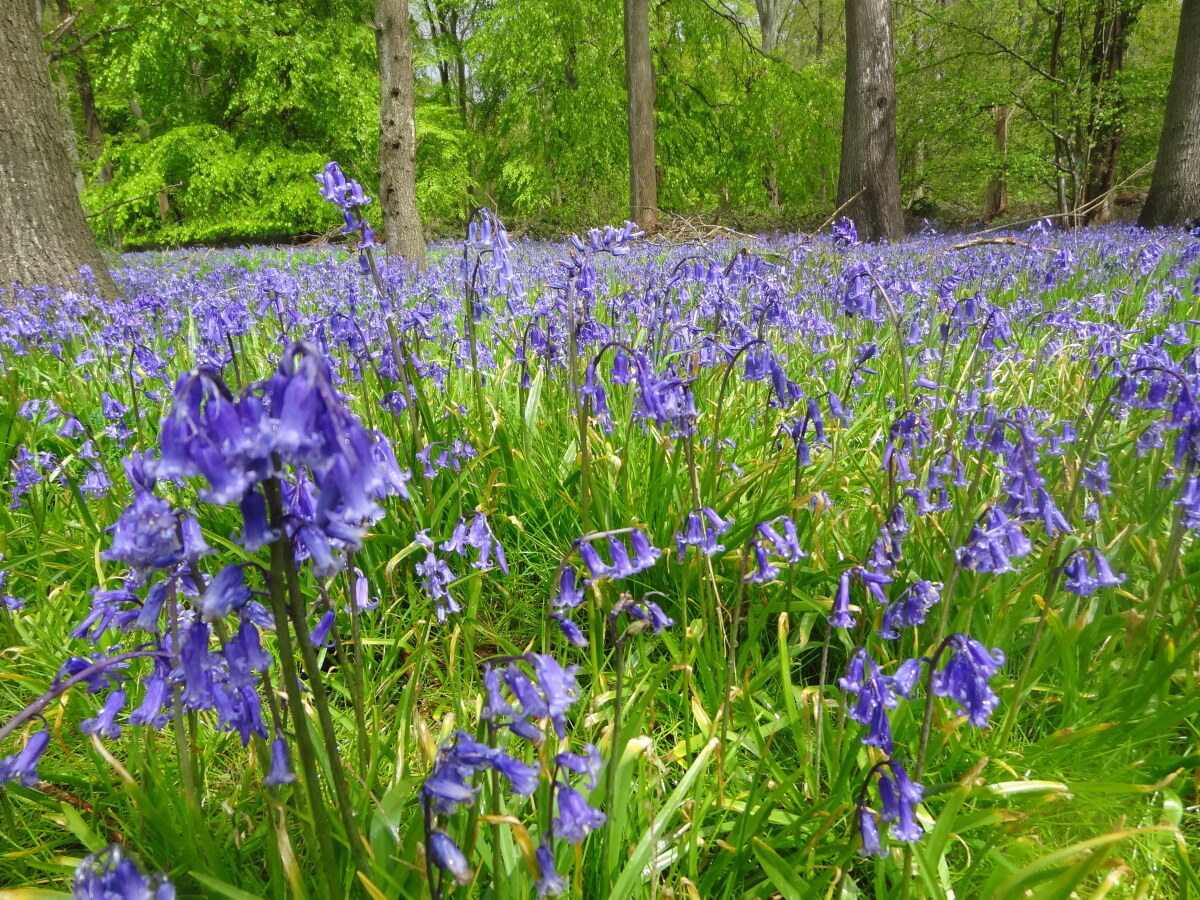 Bluebells in Nobottle Wood