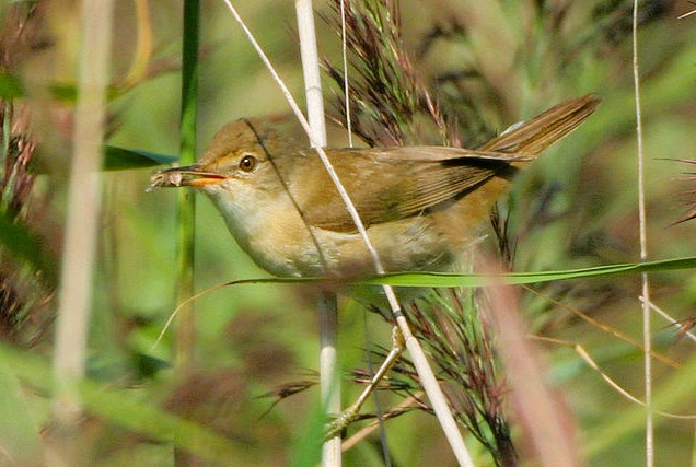 A Reed Warbler in Wicken Fen