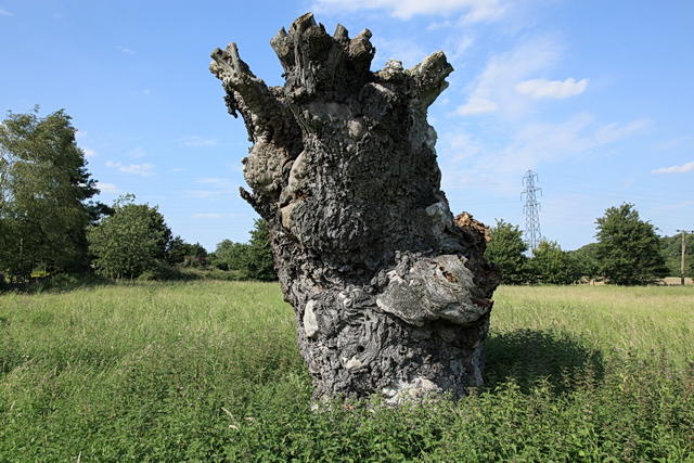 Remains of one of 'the Dodds' Field Elms