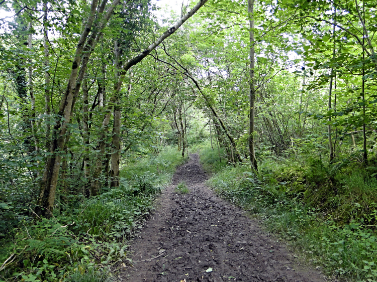 Path through Parson's Park