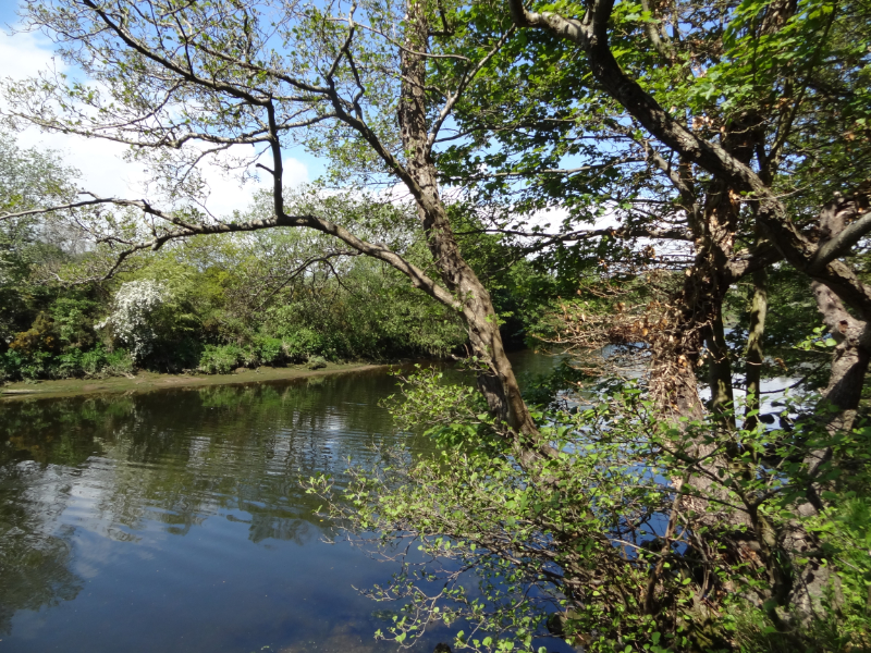 River Coquet beside Mill Walk Wood