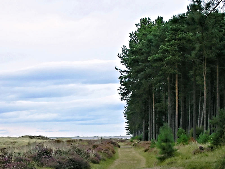 Path beside Tentsmuir Forest