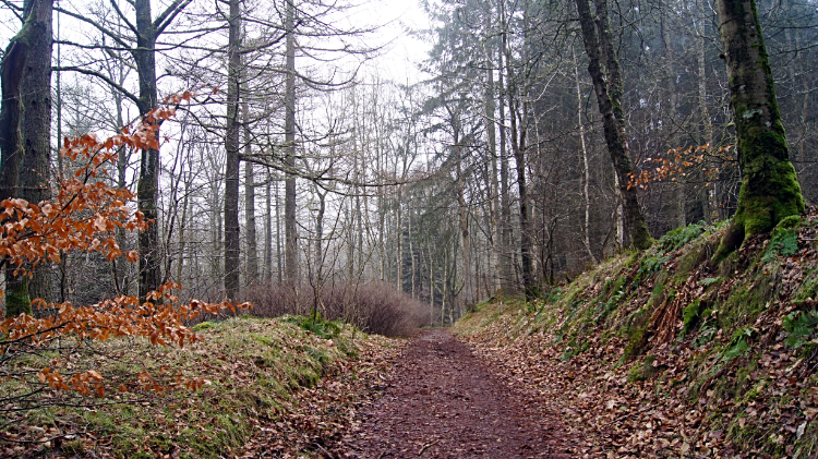 Woodland path, Eildon Hill North