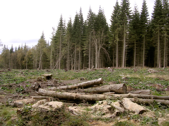 Forest management in Churchplace Inclosure