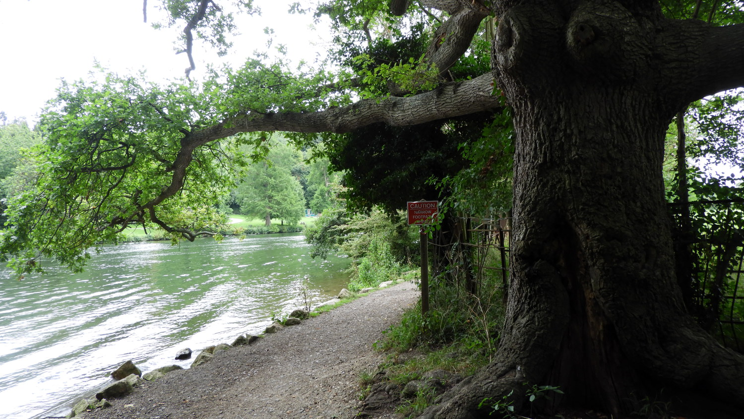 Magnificent Oak Tree near Cliveden House