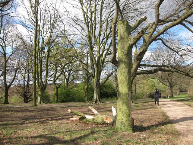 Woodland on Hampstead Heath